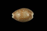 藏品(白星寶螺)的圖片